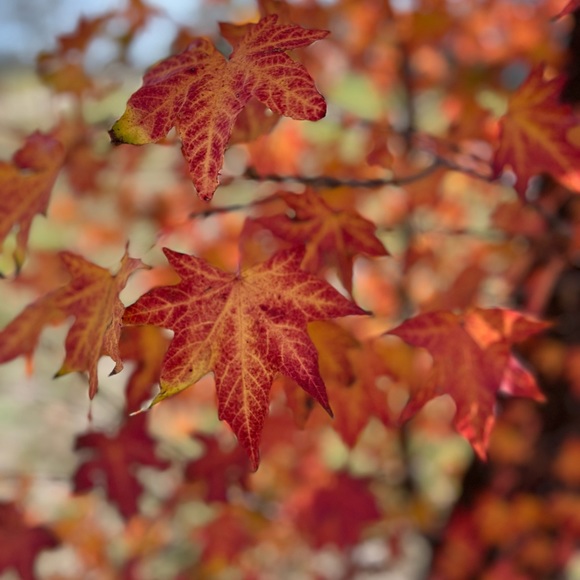 Meet your Posher, L P - Picture 7 of 13